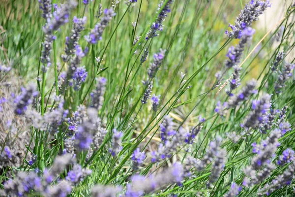 Flores Lavanda Roxas Pétalas Violetas — Fotografia de Stock