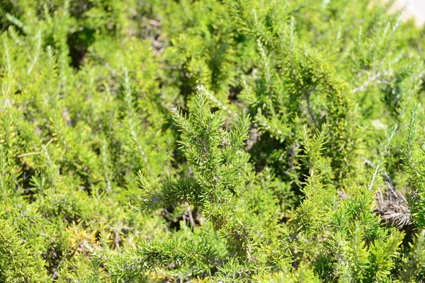 Зелена Рослинна Флора Розмарину — стокове фото