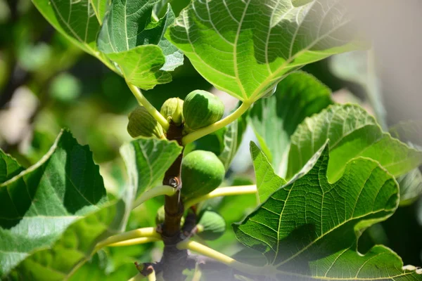 Higos Árbol Hojas Verdes — Foto de Stock