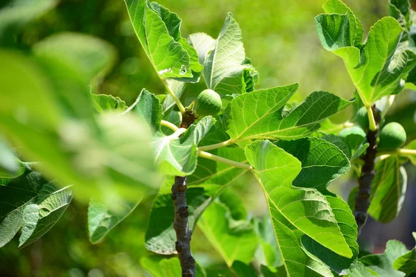 Higos Árbol Hojas Verdes — Foto de Stock