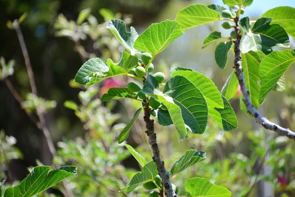 Fikon Träd Gröna Blad — Stockfoto