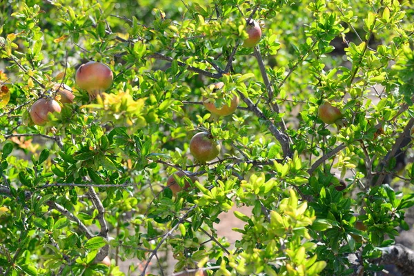 Pannello Forestale Spagna — Foto Stock