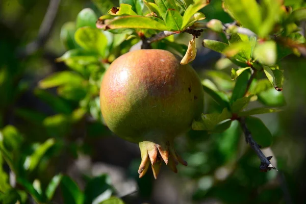 Accorder Des Pommes Espagne — Photo