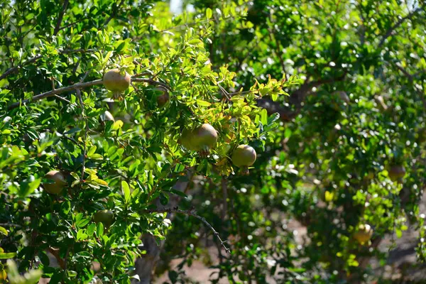 Granatäpplen Fruktträd Flora Och Blad — Stockfoto