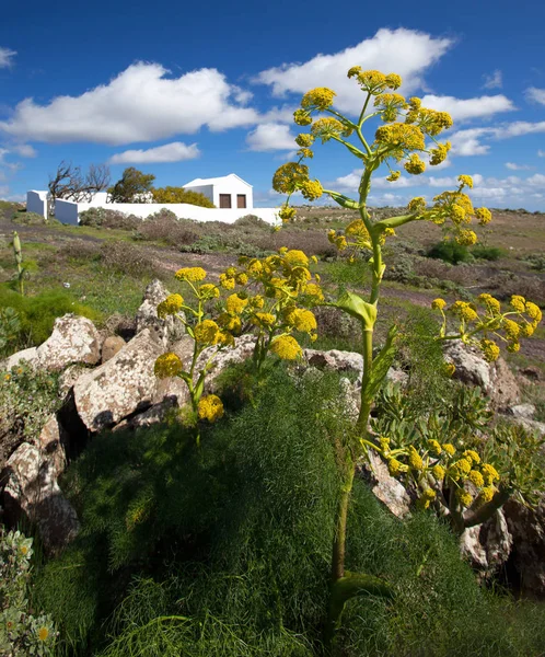 Lanzarote Rutenkraut Ferula Lancerottensis — ストック写真