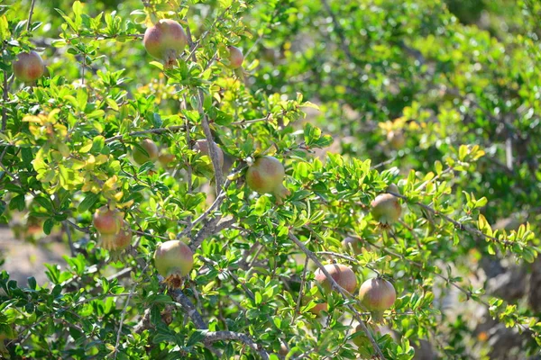 Granátové Jablko Ovocný Strom Flóra Listy — Stock fotografie