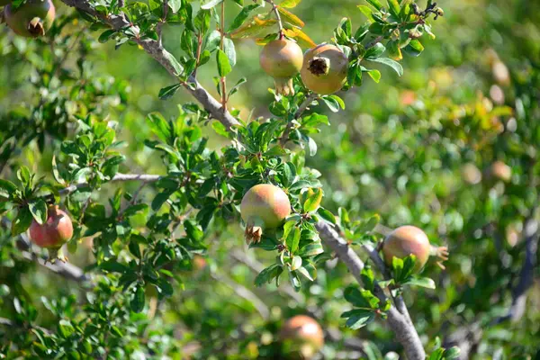 Árbol Frutal Granado Flora Hojas — Foto de Stock