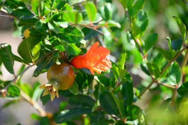 Granaatappel Fruitboom Flora Bladeren — Stockfoto