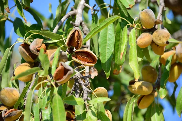 almond just before the harvest - spain