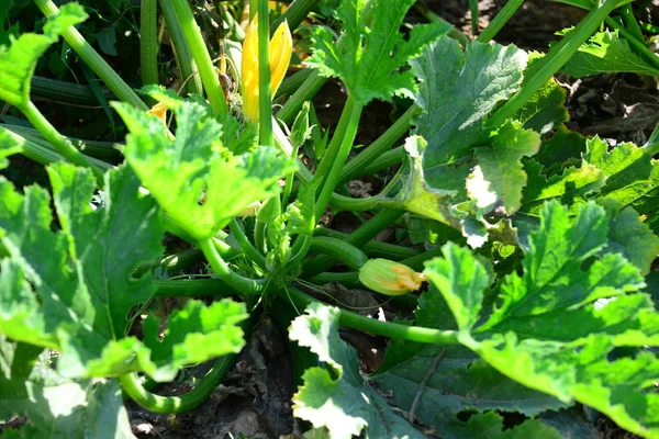 Verdure Zucchine Giardino Verdure Biologiche — Foto Stock