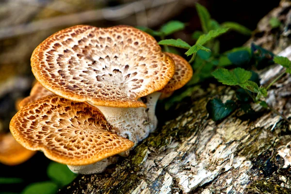 Wild Mushrooms Forrest Angleterre — Photo