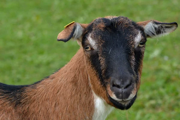 Chèvres Dans Pâturage — Photo