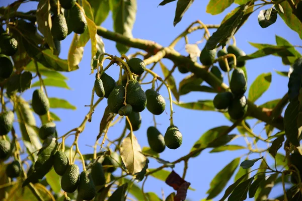 Avokado Träd Flora Och Bladverk — Stockfoto