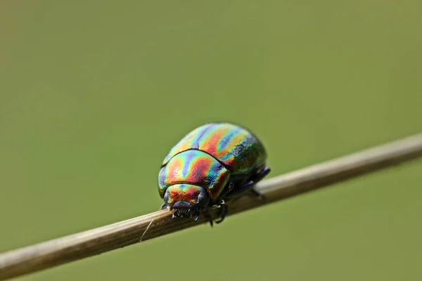 Escarabajo Hojas Arco Iris Crisolina Cerealis Sobre Hierba — Foto de Stock