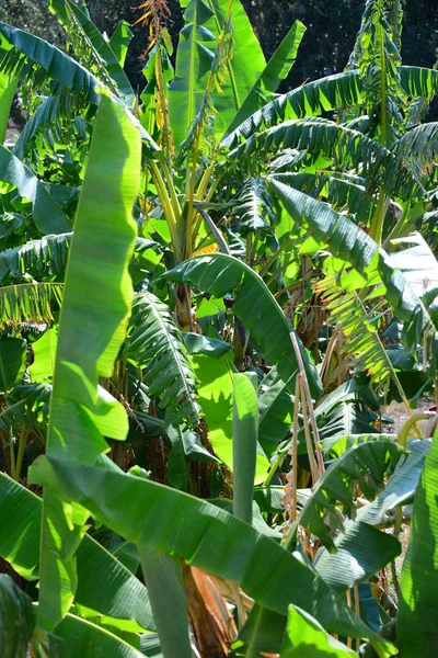 Green Banana Tree Fruits Tree — Stock Photo, Image