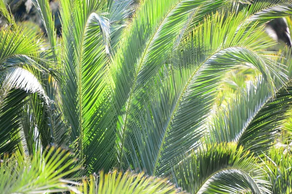 Feuilles Palmier Flore Dans Nature Environnement — Photo