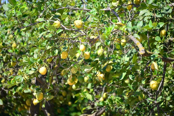 Citroník Španělsko — Stock fotografie