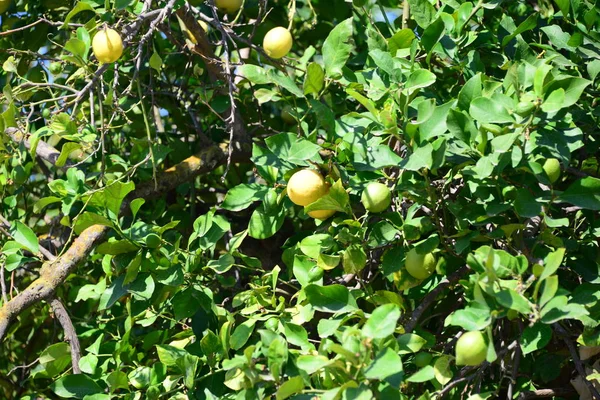 Citronträd Vid Spanien — Stockfoto