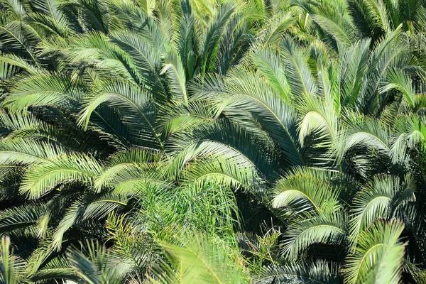 Palm Leaves Flora Nature Environment — Stock Photo, Image