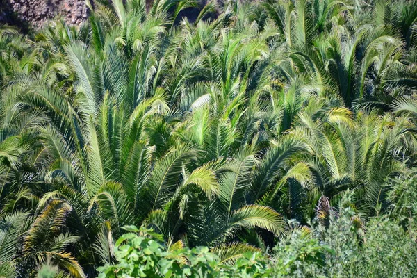 ヤシの葉植物自然環境 — ストック写真