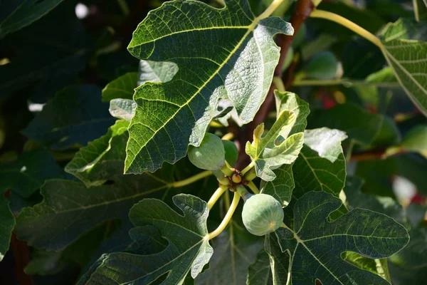 Figueira Folhas Verdes Árvore Frutífera — Fotografia de Stock