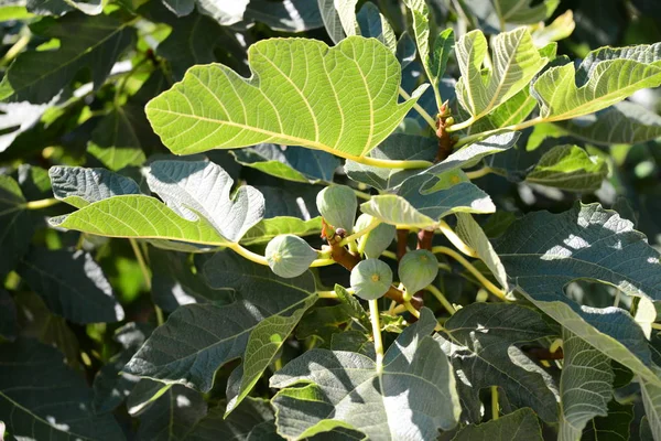 Feigenbaum Grüne Blätter Des Obstbaums — Stockfoto