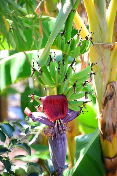 Tropische Pflanze Bananenbaum — Stockfoto