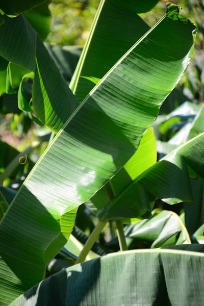 Planta Tropical Árbol Plátanos — Foto de Stock