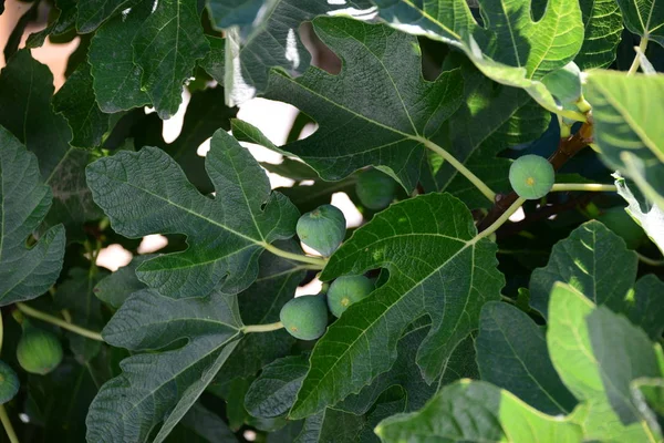 Feigenbaum Grüne Blätter Des Obstbaums — Stockfoto