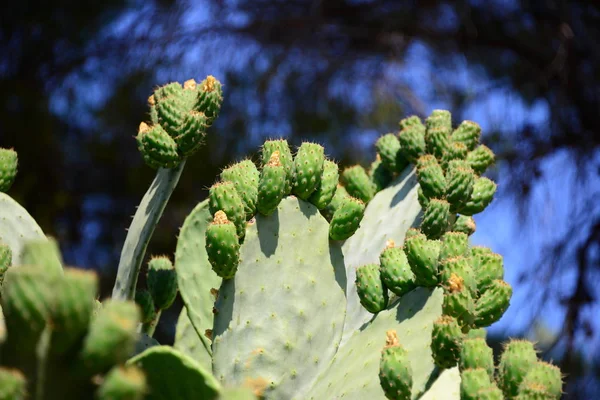 Planta Cactus Tropical Verde Flora Natural — Foto de Stock