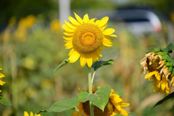 Sunflower Close View — Stock Photo, Image