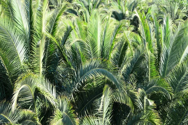 Liście Palmy Hiszpanii — Zdjęcie stockowe