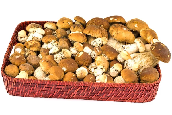 Porcini Cup Mushroom White Background — Stock Photo, Image