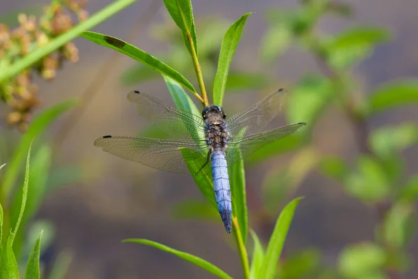 Entomologie Odonata Libellen Insecten — Stockfoto