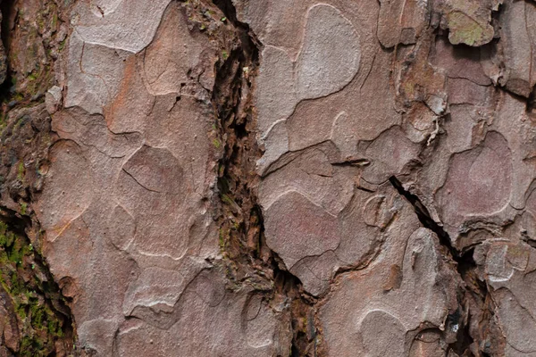 木の皮や木の質感 — ストック写真