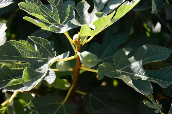 Figueira Folhas Verdes Árvore Frutífera — Fotografia de Stock