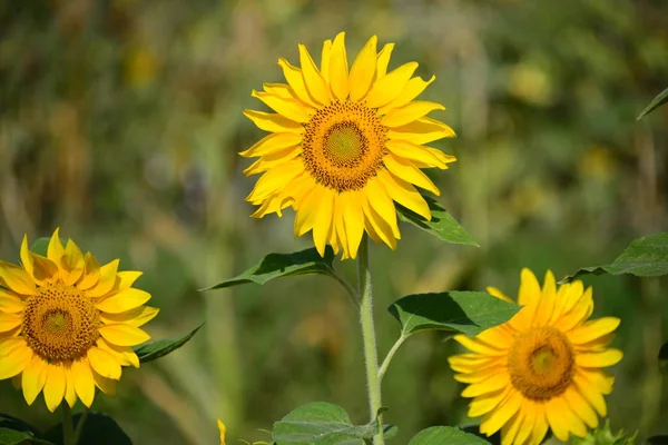 Solros Närbild — Stockfoto