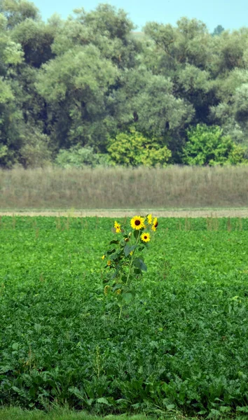 Tournesol Vue Rapprochée — Photo