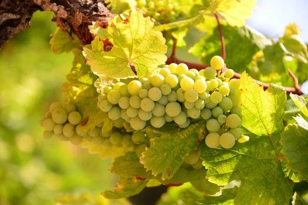 Campo Vinhedos Agricultura Videiras Plantas — Fotografia de Stock