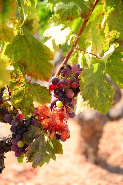 Campo Viñedos Agricultura Plantas Vitivinícolas — Foto de Stock