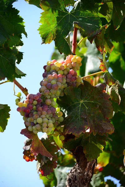 Wijnbouw Wijnbouw Wijngaard Wijngaard — Stockfoto