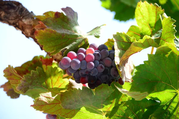 Landsbygd Vingårdar Jordbruk Vinstockar Växter — Stockfoto