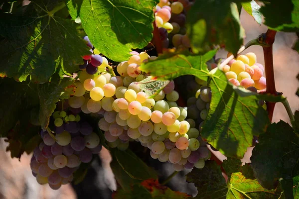 Viñedos Paisaje Cultivo Vid Del Vino — Foto de Stock