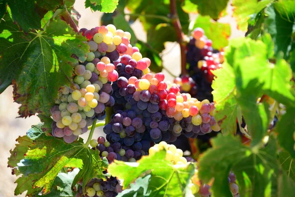 Grapevines Landscape Cultivation Wine Grape Vine — Stock Photo, Image
