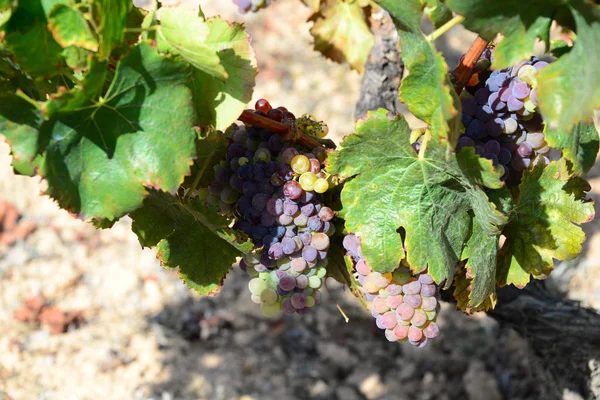 Campo Viñedos Agricultura Plantas Vitivinícolas — Foto de Stock