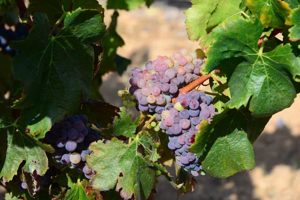Wsi Winnice Rolnictwa Winorośli — Zdjęcie stockowe