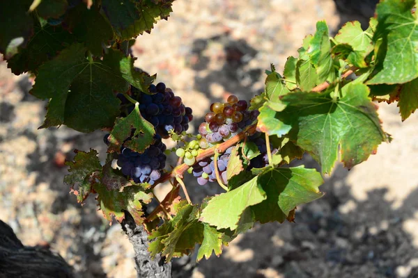 Paisagem Videiras Cultivo Videira Vinho — Fotografia de Stock