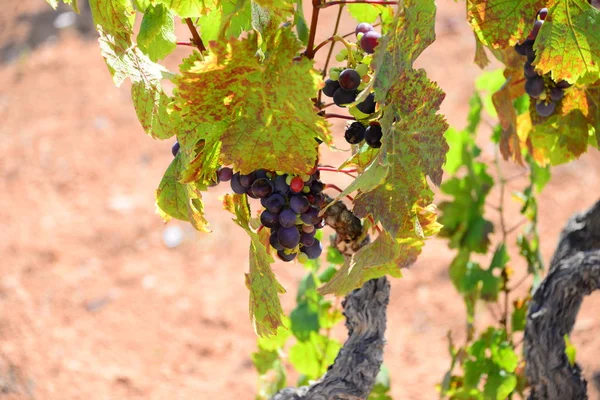 Viñedos Paisaje Cultivo Vid Del Vino — Foto de Stock