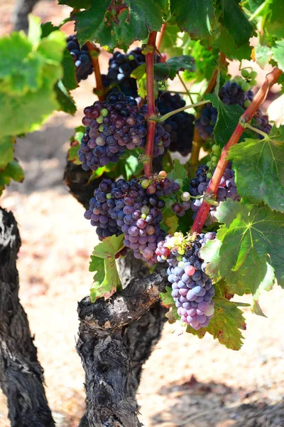 Üzüm Bahçeleri Şarap Üzümü Yetiştirme — Stok fotoğraf