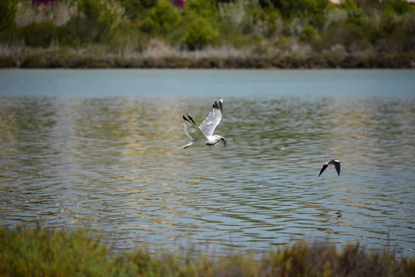 Vacker Utsikt Över Vackert Landskap Med Bergskedja — Stockfoto